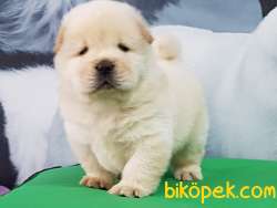 CHOW CHOW YAVRULARIMIZ 5