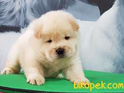 CHOW CHOW YAVRULARIMIZ 2