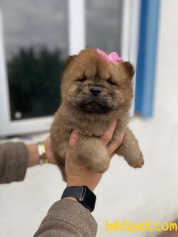 CHOW CHOW YAVRULARIMIZ 1