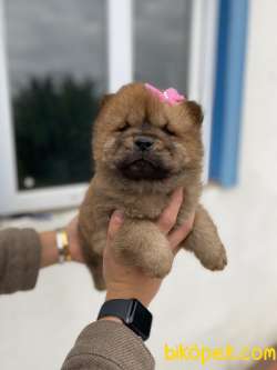 CHOW CHOW YAVRULARIMIZ 2
