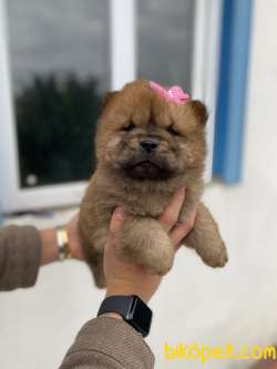 CHOW CHOW YAVRULARIMIZ 3