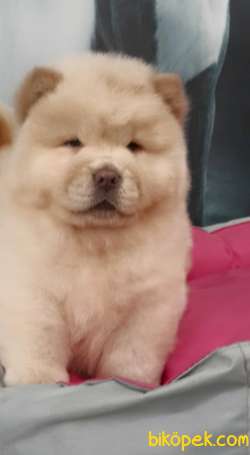 CHOW CHOW YAVRULARIMIZ 5