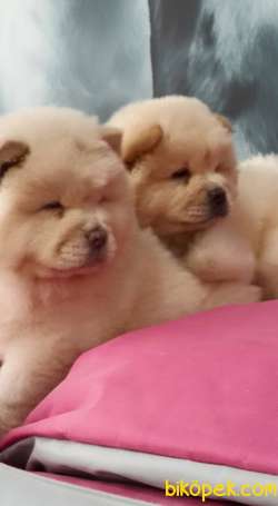 CHOW CHOW YAVRULARIMIZ 2