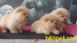 CHOW CHOW YAVRULARIMIZ 4