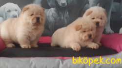 CHOW CHOW YAVRULARIMIZ 3