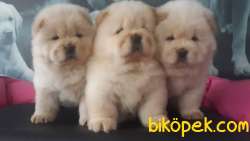 CHOW CHOW YAVRULARIMIZ 1