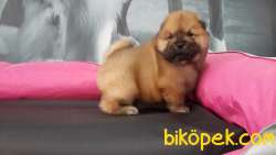 CHOW CHOW YAVRULARIMIZ 3