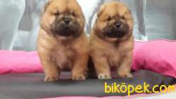 CHOW CHOW YAVRULARIMIZ 4