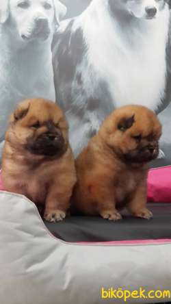 CHOW CHOW YAVRULARIMIZ 1