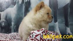 CHOW CHOW YAVRULARIMIZ 5