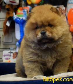 Chow Chow Yavrularımız 3