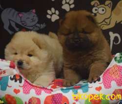 Chow Chow Yavrularımız 4