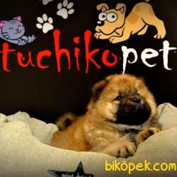 Chow Chow Yavrularımız 1