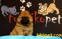 Chow Chow Yavrularımız 2