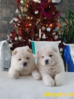 Chow Chow Yavrularimiz 1