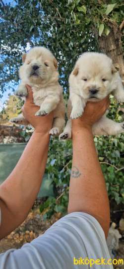 Chow Chow Yavrularimiz 3