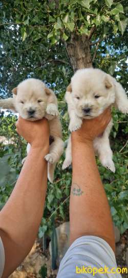 Chow Chow Yavrularimiz 2