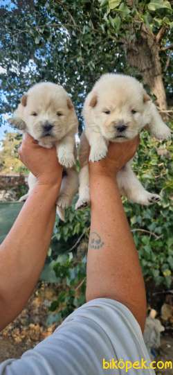 Chow Chow Yavrularimiz 1