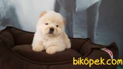 CHOW CHOW YAVRULARIMIZ İSTANBUL 5