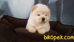 CHOW CHOW YAVRULARIMIZ İSTANBUL 2