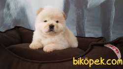 CHOW CHOW YAVRULARIMIZ İSTANBUL 1