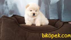 CHOW CHOW YAVRULARIMIZ İSTANBUL 3