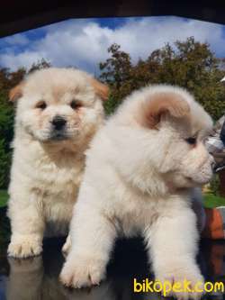 CHOW CHOW YAVRULARIMIZ İSTANBUL 5