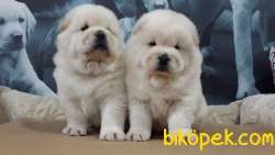 CHOW CHOW YAVRULARIMIZ İSTANBUL 2