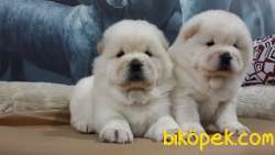 CHOW CHOW YAVRULARIMIZ İSTANBUL 1