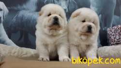 CHOW CHOW YAVRULARIMIZ İSTANBUL 3