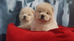 CHOW CHOW YAVRUMUZ 2