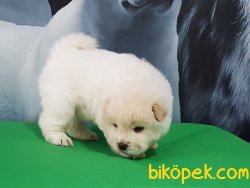 CHOW CHOW YAVRUMUZ 4