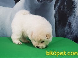 CHOW CHOW YAVRUMUZ 3