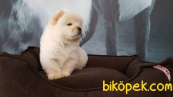 CHOW CHOW YAVRUMUZ 2