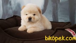 CHOW CHOW YAVRUMUZ 1