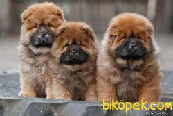 CHOW CHOW YAVRUMUZ 3