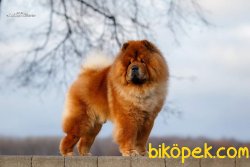 CHOW CHOW YAVRUMUZ 1