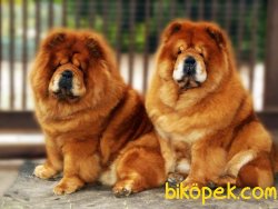 CHOW CHOW YAVRUMUZ 2