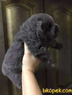 CHOW CHOW YAVRUMUZ 2