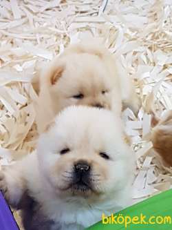 CHOW CHOW YAVRUMUZ 3