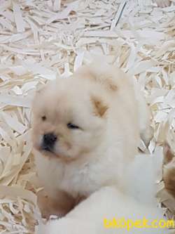 CHOW CHOW YAVRUMUZ 2