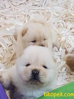 CHOW CHOW YAVRUMUZ 1