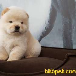 CHOW CHOW YAVRUMUZ 2
