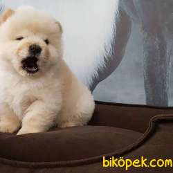 CHOW CHOW YAVRUMUZ 3