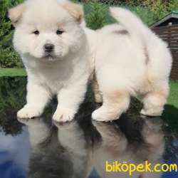 MÜKEMMEL CHOW CHOW YAVRUMUZ 5