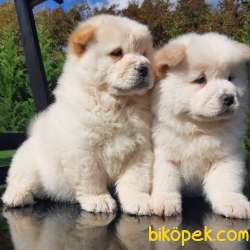 MÜKEMMEL CHOW CHOW YAVRUMUZ 2