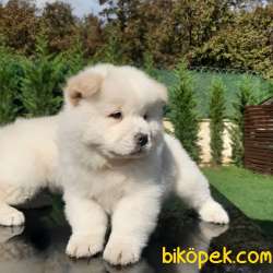 MÜKEMMEL CHOW CHOW YAVRUMUZ 4