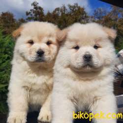 MÜKEMMEL CHOW CHOW YAVRUMUZ 1