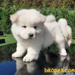 MÜKEMMEL CHOW CHOW YAVRUMUZ 3