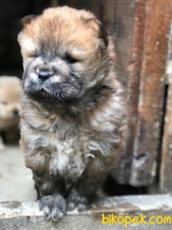ChowChow ÇinAslanı 2